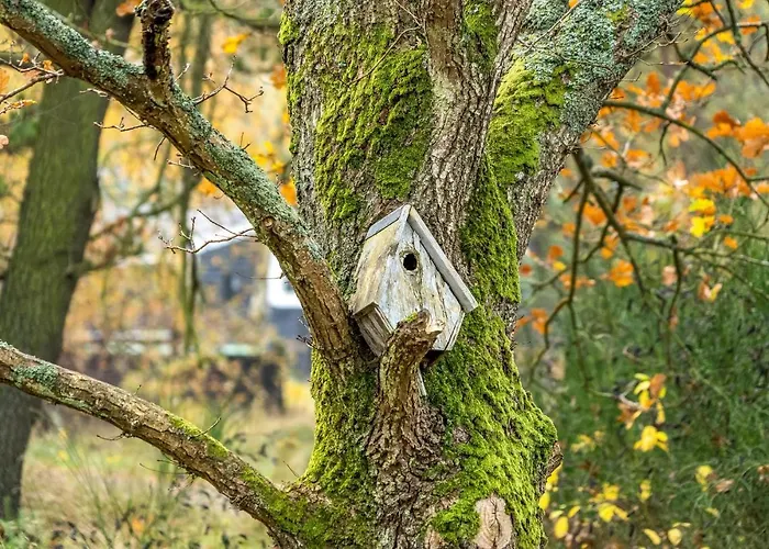 Lovely In With Wifi * Romo